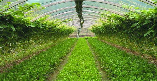 現代農業產業發展趨勢及農業傳感器盈利模式分析(圖1) 現代農業產業發展趨勢及農業傳感器盈利模式分析(圖1)